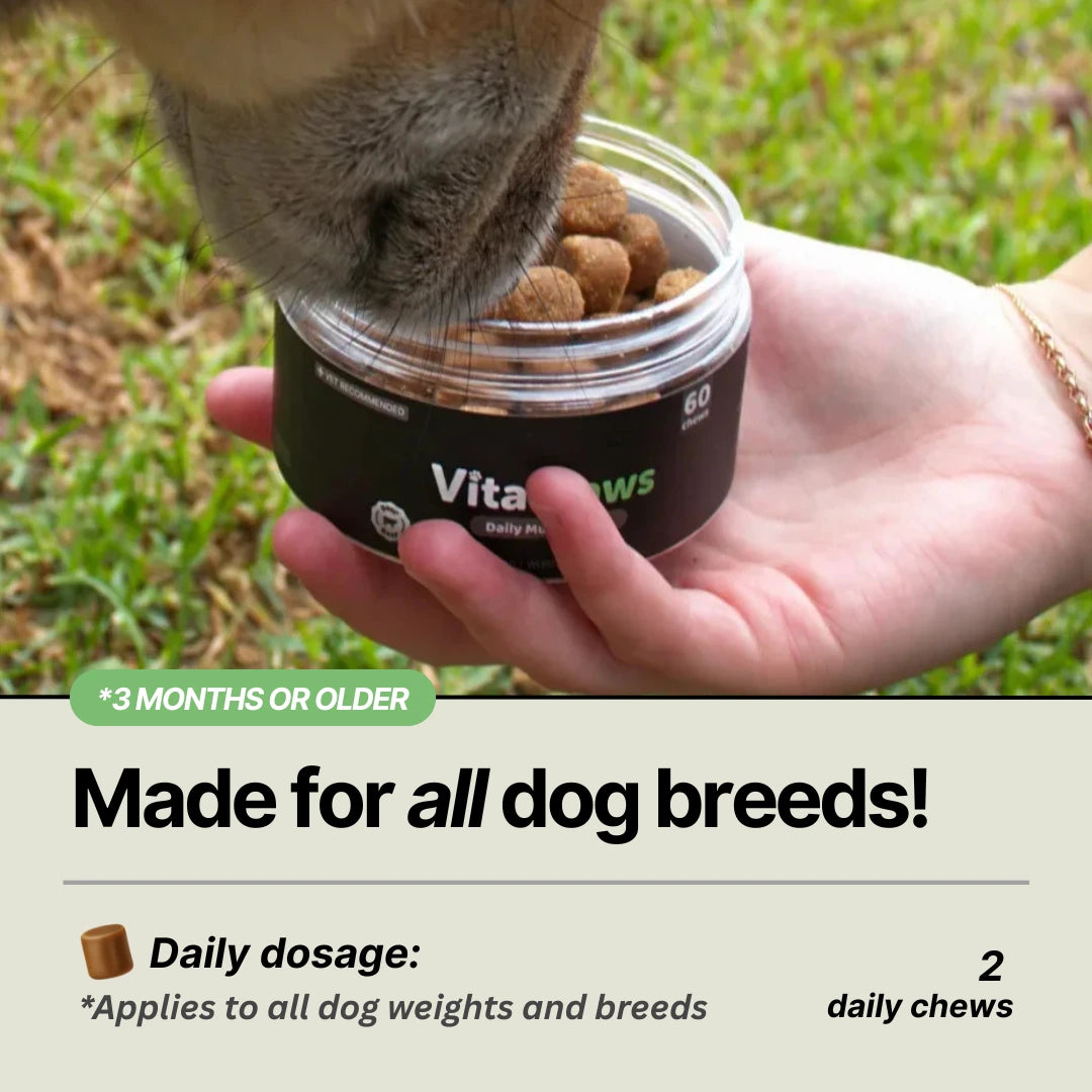 Daily Gut Support Chews for Dogs