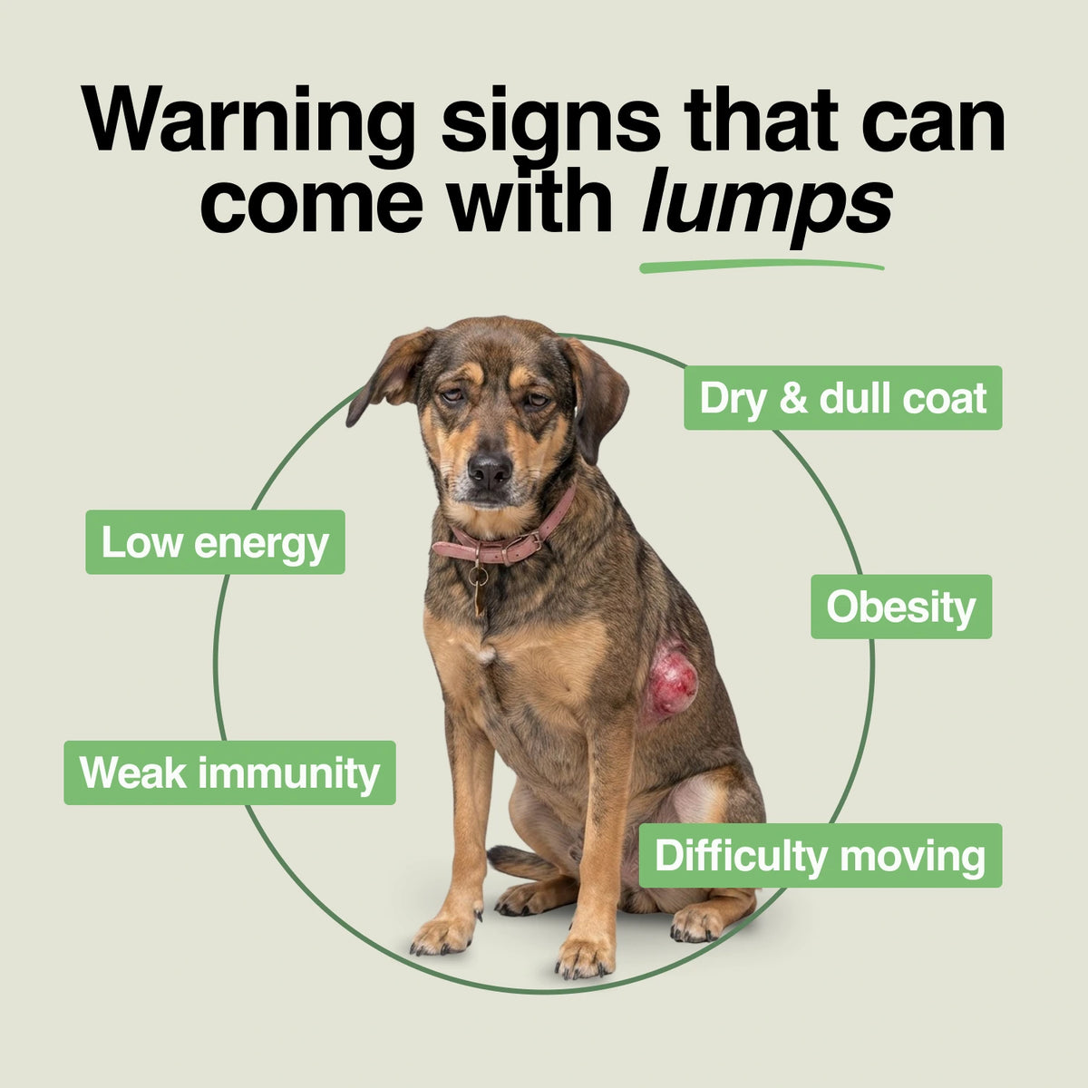 Daily Support Chews for Dogs with Lumps