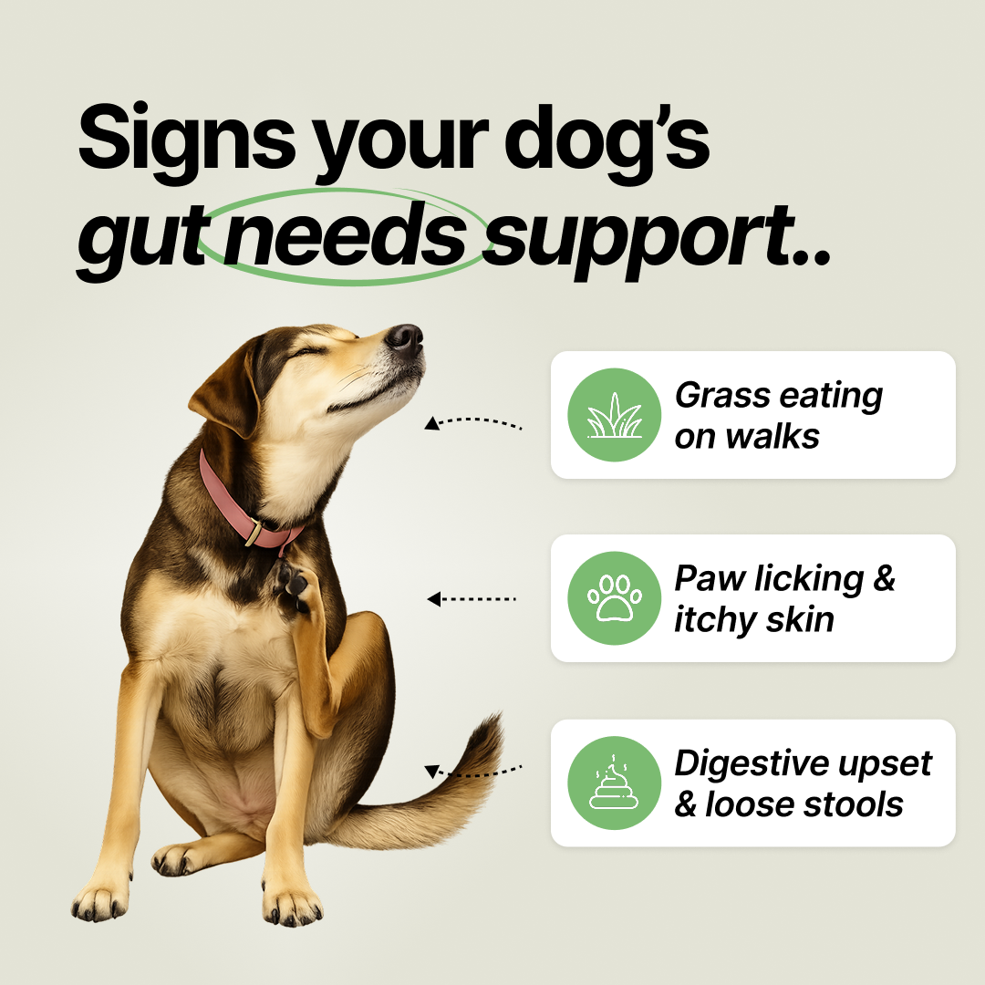 Daily Gut Support Chews for Dogs