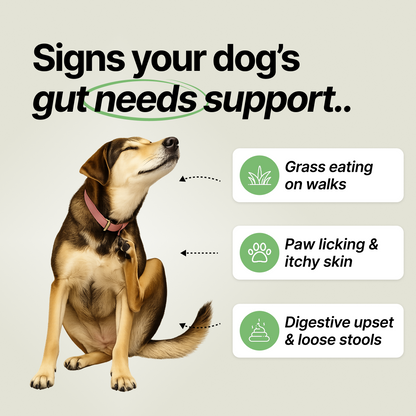 Daily Gut Support Chews for Dogs