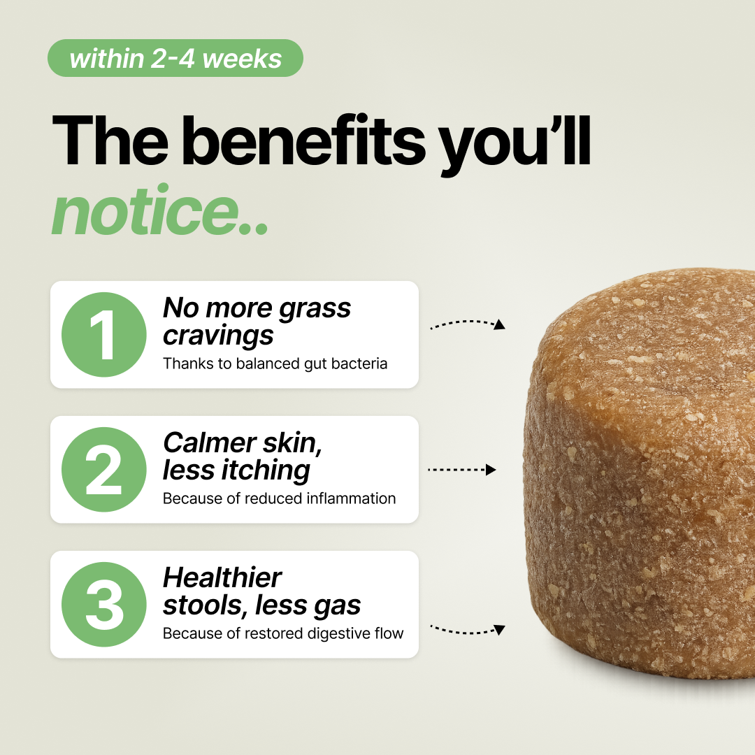 Daily Gut Support Chews for Dogs