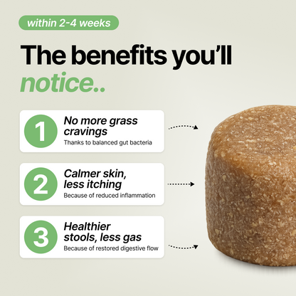 Daily Gut Support Chews for Dogs