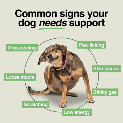 Daily Support Chews for Dogs