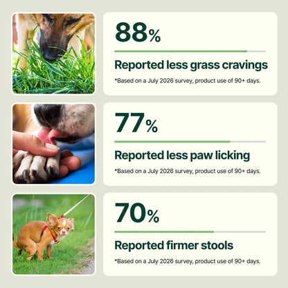 Daily Support Chews for Dogs